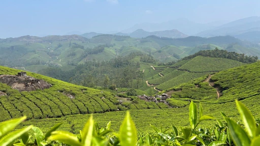 champ thé Inde Kerala voyage Fanny Hallet introspectif