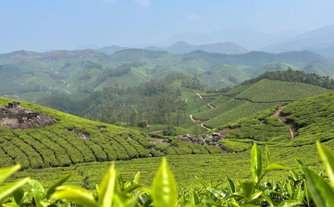 champ thé Inde Kerala voyage Fanny Hallet introspectif