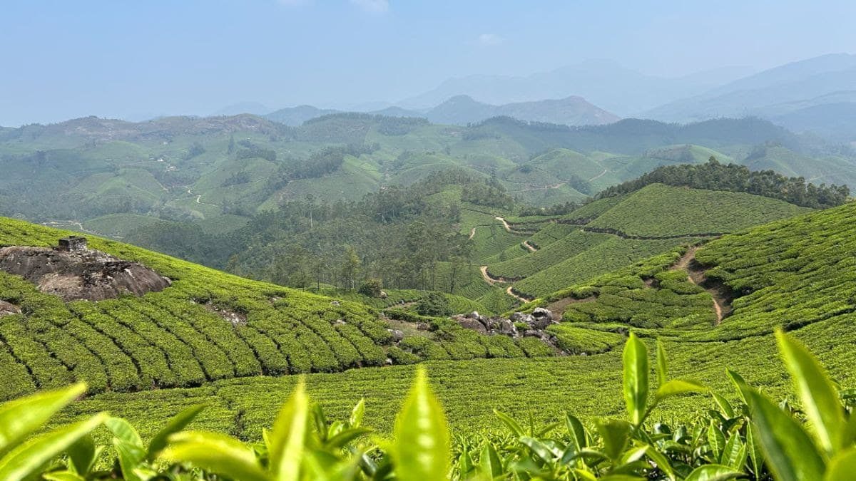 champ thé Inde Kerala voyage Fanny Hallet introspectif