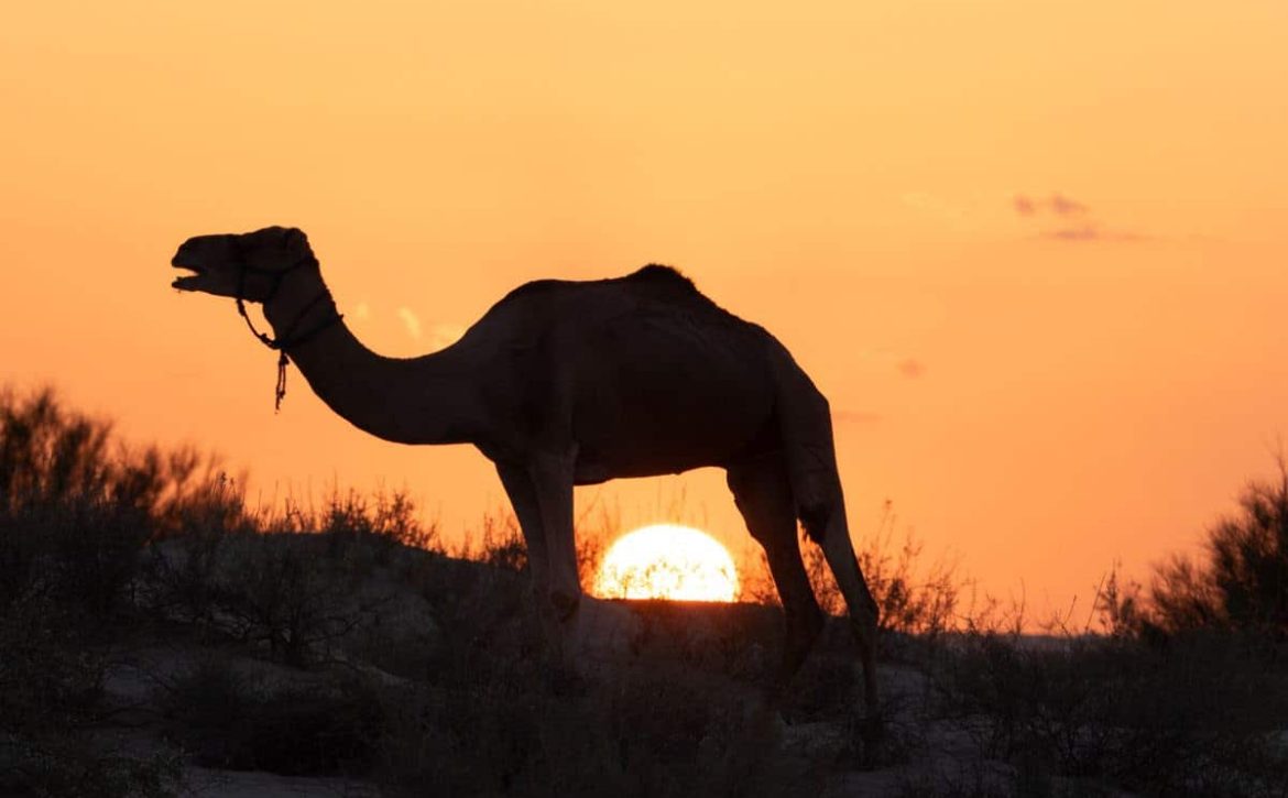dromadaire desert tunisien marche fanny hallet