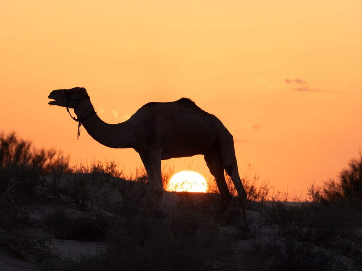 dromadaire desert tunisien marche fanny hallet
