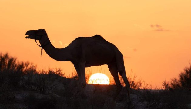 dromadaire desert tunisien marche fanny hallet